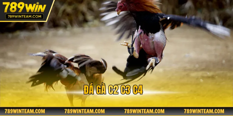 Đá gà c2 c3 c4
