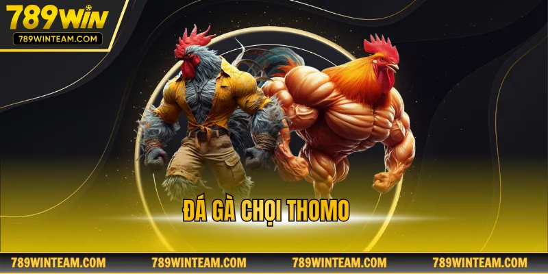 Đá gà chọi Thomo